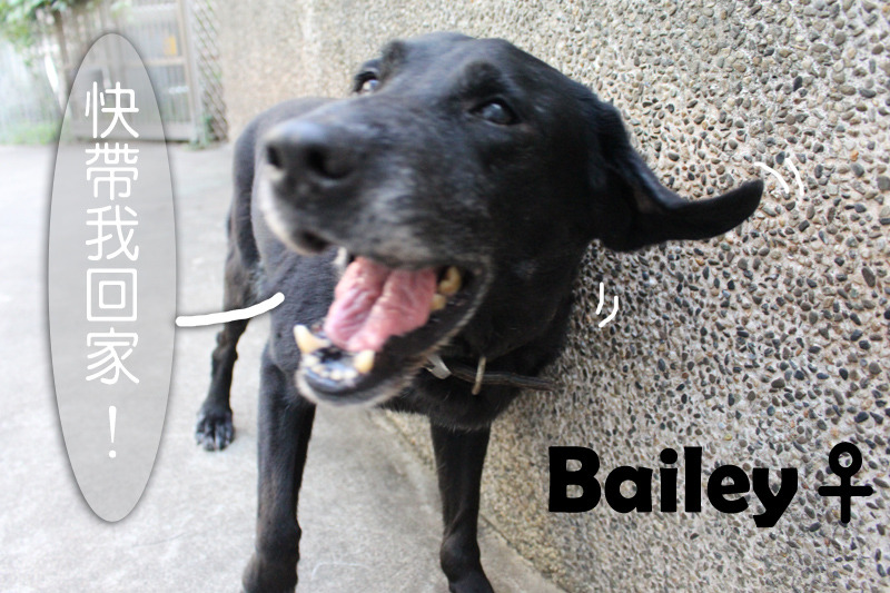 Bailey行走自如，一點也不顯老態。　何宜/攝