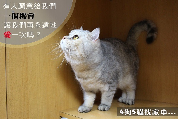 這些找家的貓狗，不是因為主人不要牠們了，而是因為許多的現實因素拆散他們，如果你願意再給他們一個機會，歡迎考慮正式收編他們喔！　何宜/攝