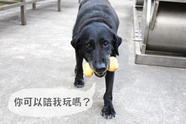 他最喜歡的就是玩玩具，只要丟出去牠一定會乖乖撿回來給你。　何宜/攝