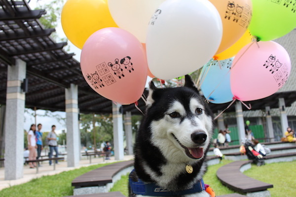 哈士奇緹緹綁上氣球，飄昂著的是所有愛護動物人的心願。   何宜/攝