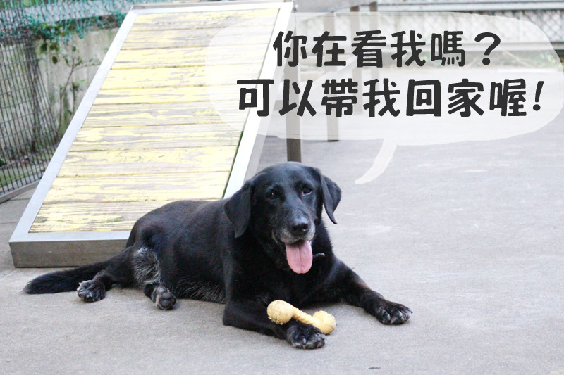 如果你家有足夠空間、又沒有養狗，可以考慮帶國民英雄回家作伴喔！　何宜/攝