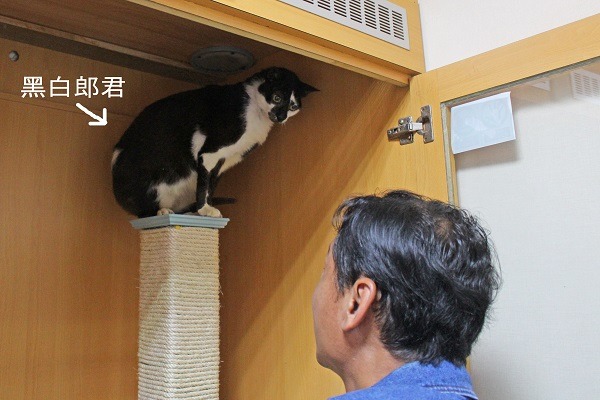 因為投毒事件,不得不將心愛的貓狗送出,其中一隻12歲的老貓,因為不適合到岡山狗場生活,現在正在找家中,也讓陳先生相當掛心。 何宜/攝