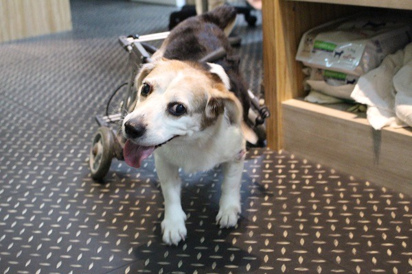 長期住在楊動物醫院的狗住客「多莉」,雖然後肢癱瘓,坐上輪椅時卻移動自如,也多虧飼主並未放棄牠。 何宜/攝