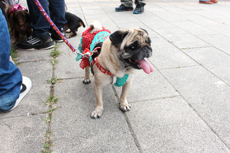 春節連假即將展開，飼主千萬要注意走失潮，要使用牽繩、正確保定方式！　何宜/攝
