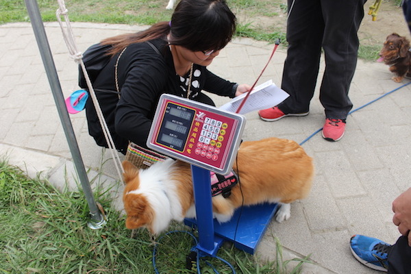 飼主帶著愛犬參加肥胖健檢,先測量狗狗體重是否標準。 何宜/攝