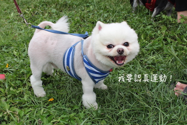 現場狗狗在草地上活動後也好開心~ 何宜/攝