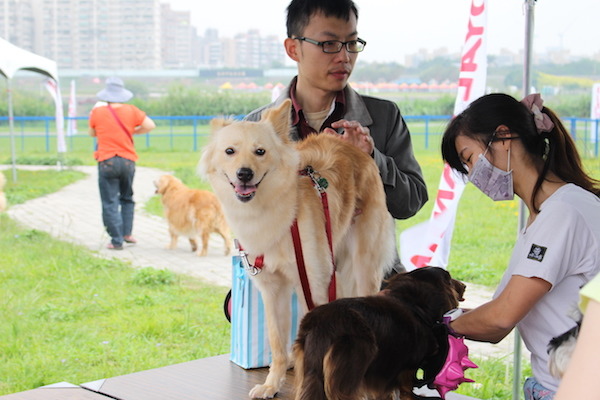 狗狗等著參加健身操,由專家教導如何幫狗狗按摩。 何宜/攝