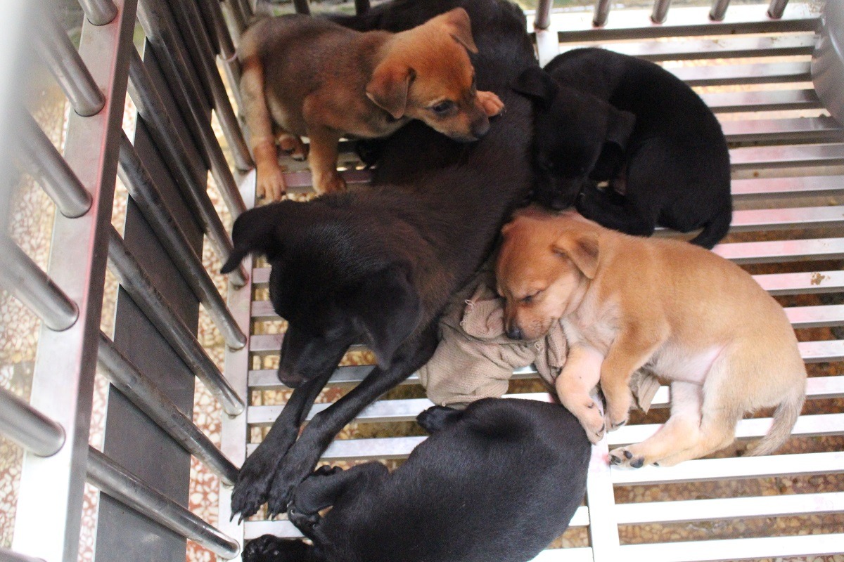 公立收容所內常常會收到民眾送交一窩幼犬。　　示意圖（何宜/攝）