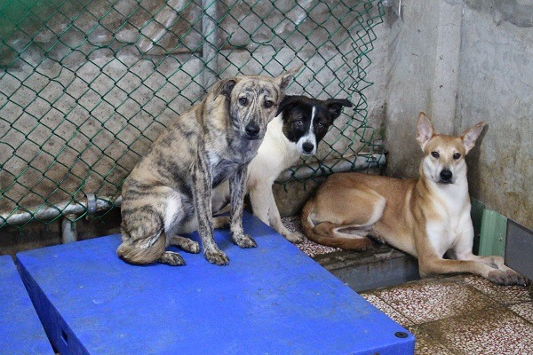 新店動物之家目前收容約170隻左右的浪浪，在實施零安樂死後，牠們需要更好的收容環境。　何宜/攝
