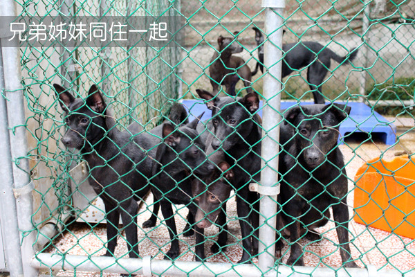 兄弟姊妹關在一起不會打架，看到人也不會吠叫，相當安靜、冷靜！　何宜/攝