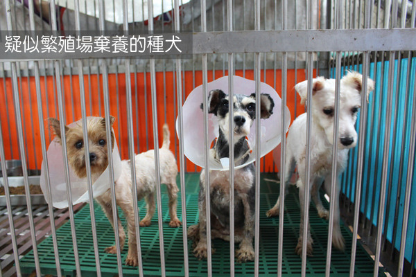 一批疑似遭繁殖場棄養的種犬，獸醫師陳宗承說，剛送來時狗狗毛髮濃密糾結、甚至看不出來是哪種品種的狗！　何宜/攝