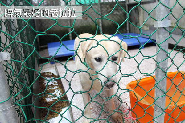 老拉拉已經12歲，但毛色保持的光鮮亮麗，個性也深得所有人喜愛！　何宜/攝