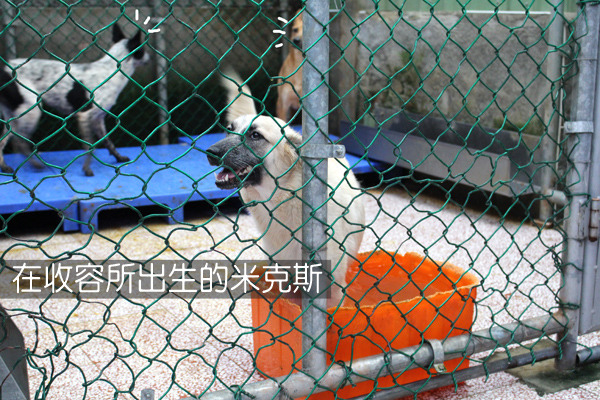 地點偏遠的新店動物之家，固定有一群「不怕麻煩」的志工，週末去服務。　何宜/攝