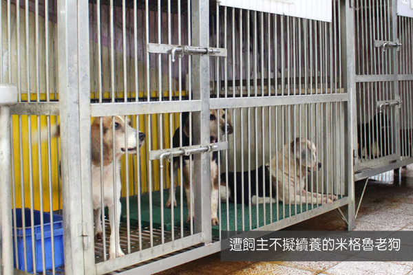 14歲的老米格魯，因為主人一句話而通通被送進了收容所，你願意給牠們一個地方安養終老嗎？　何宜/攝