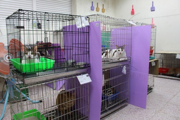 目前貓舍只有一個抽風機，夏天將門關上後較不通風，但因為接下來冬天需要保暖比較沒有問題，可以等夏天來臨前改善即可。 何宜/攝