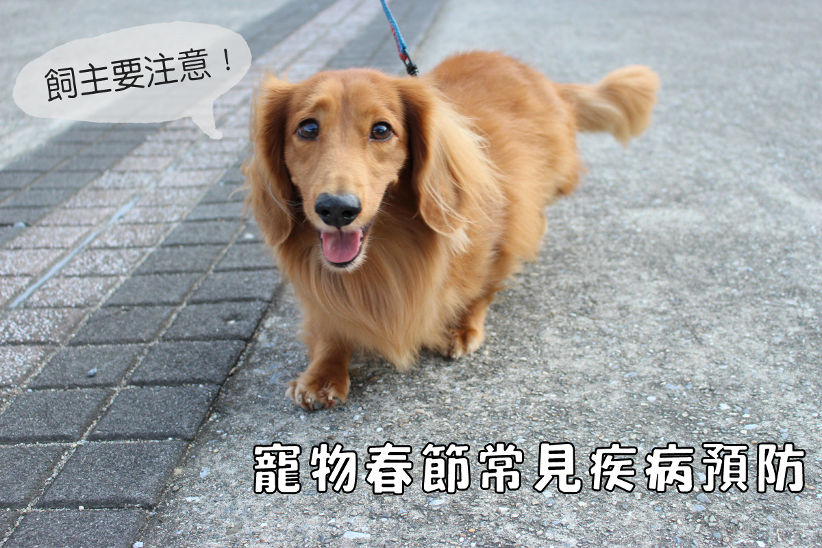 春節期間寵物(犬貓及非犬貓)要注意哪些常見疾病?飼主又要如何預防、因應? 黃靖雅/攝