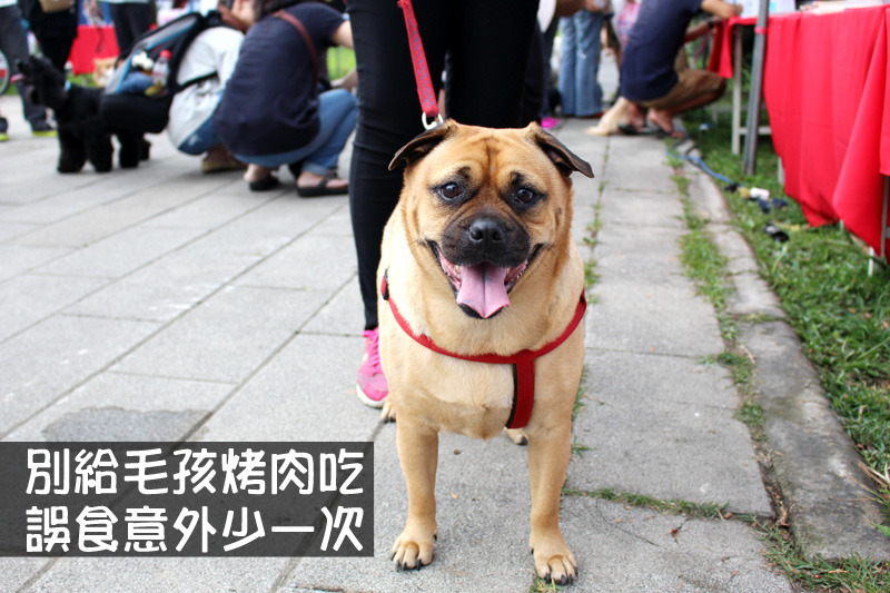 新北市動保處在8-9月份抽驗市售寵物商品，在114份當中有10件不合標示規定，已限業者30天內改善。　何宜/攝