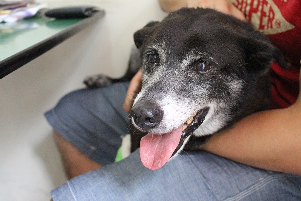 四四南村的狗王小黑,上個月疑似因為被車撞傷住院打石膏,照顧牠的外籍人士史康迪希望他餵養的這些狗狗都能過著安全的生活。 何宜/攝