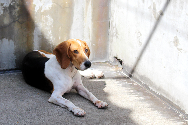 檢疫犬目前犬隻來源為民間捐贈、收容所領養，也有部分是海關緝毒犬的退訓犬。（圖為Miffy）　何宜/攝