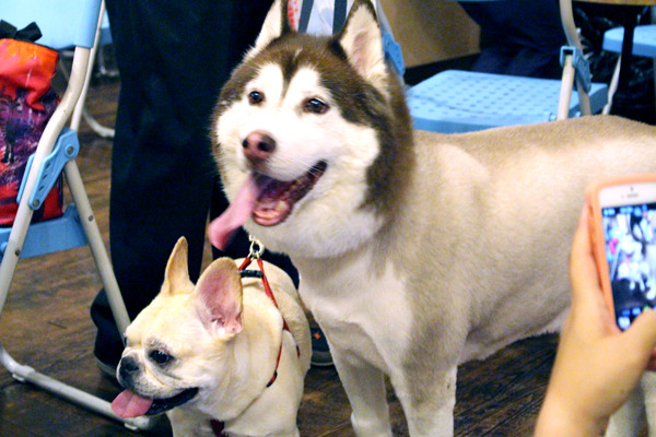 現代寵物不像以前一樣會打獵、守衛家園，那為什麼我們還是依然如此愛養寵物呢？　江幸芸/攝