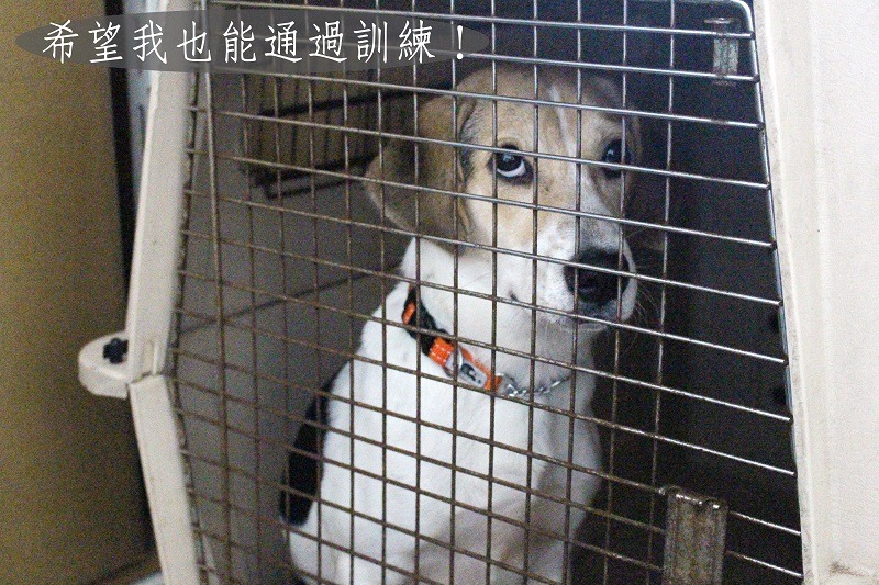 前陣子，Buzz還待在收容所裡，後來被挑選希望能參與檢疫犬試訓！　何宜/攝