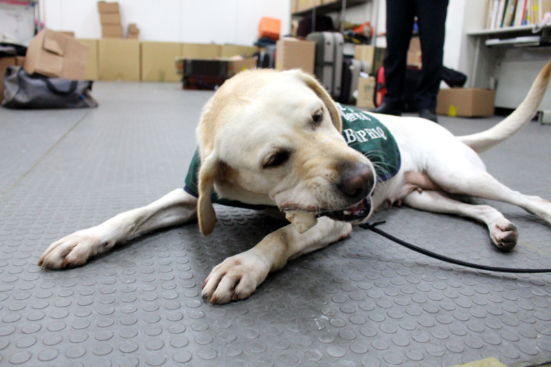 從緝毒犬培訓中心轉訓的Shelly,正在進行嗅聞的加強訓練,一下子就找出蘋果、臘肉等違規品,馬上獲得零食的獎賞。 何宜/攝