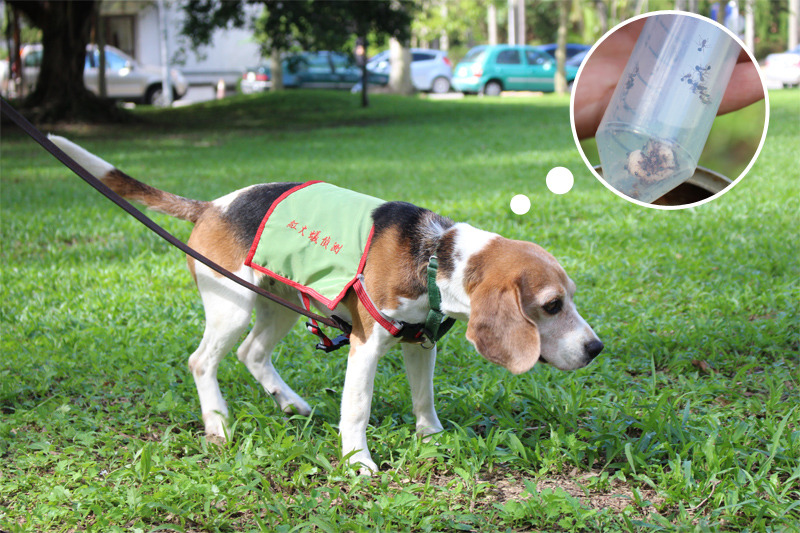 專找外來種紅火蟻的保育偵測犬！圖為第二資深的Miffy。　何宜/攝