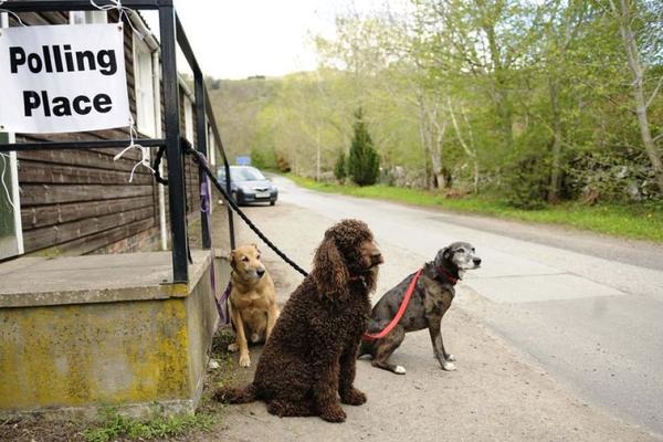 毛孩：「嗚嗚～我也想去投票啦！」、「今天的散步路線真怪～」、「我餓了。」　取自Twitter@innocent drinks