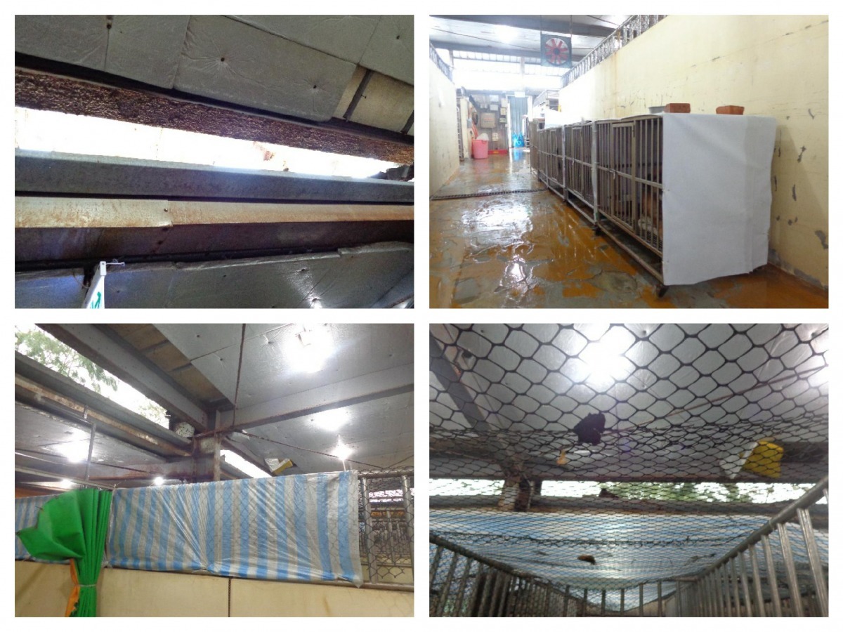 園長簡稚澄說明，C棟犬舍屋頂因為當初建設有留通風細縫(左上圖明亮處)，所以下雨天會漏水，不過志工們也都會加裝帆布替狗狗做好隔絕。   簡稚澄/提供
