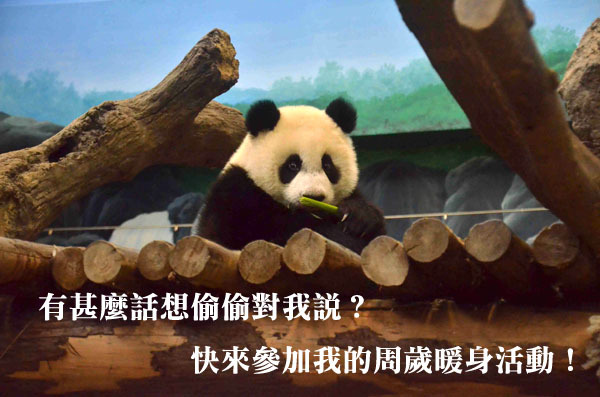 想對圓仔說什麼悄悄話？趕快把握這次活動贏獎品喔！　台北動物園/提供