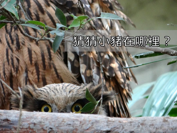 台北動物園黃魚鴞寶寶「小豬」,可能快要能離巢。 台北動物園-林惠珍/攝