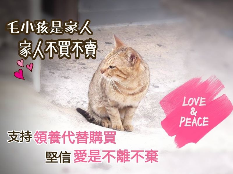 相較去年選後僅7個縣市首長提出動保政見,這次共有15個縣市首長響應落實動保工作,數量明顯成長! 翻攝自基隆市長林右昌臉書