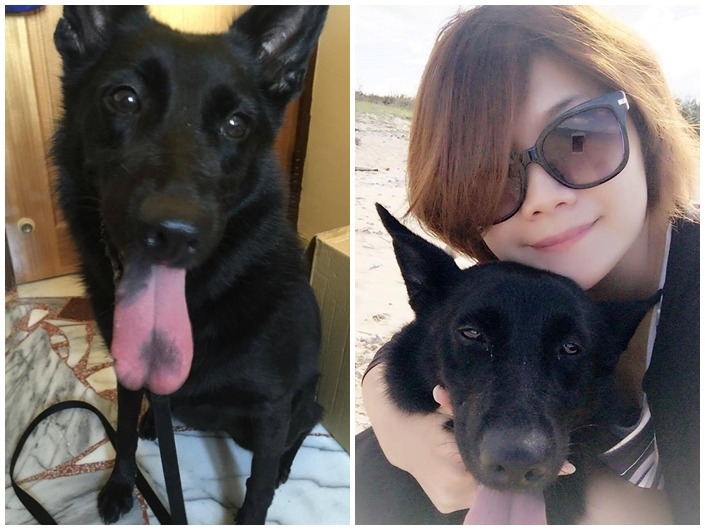 葉小姐說，自己只是單純想鄉下地方大比較適合養萊萊這樣體型的狗狗，沒想到原來有這麼多人關注萊萊的故事，也希望有更多民眾能到收容所領養！　葉小姐/提供