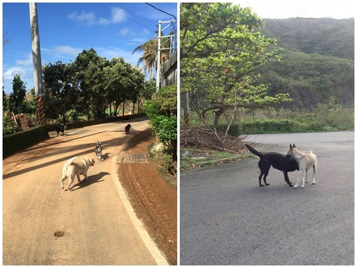 葉小姐說，萊萊很厲害，馬上就認得回家的路，每天都能跟兄弟姊妹在附近奔跑散步、認識新朋友。　葉小姐/提供
