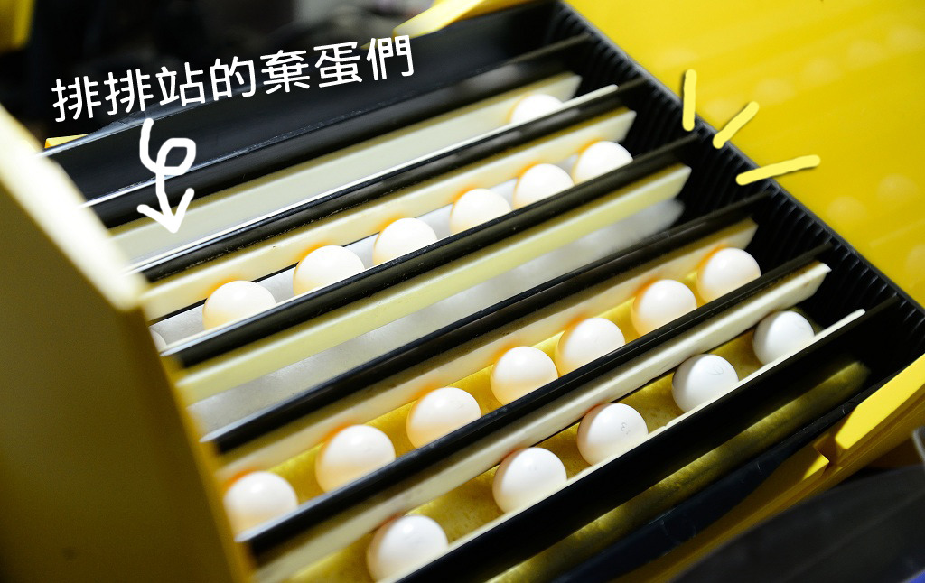 這些原本無緣出生的鳥寶寶們，現在有了重生的機會。　台北動物園/提供