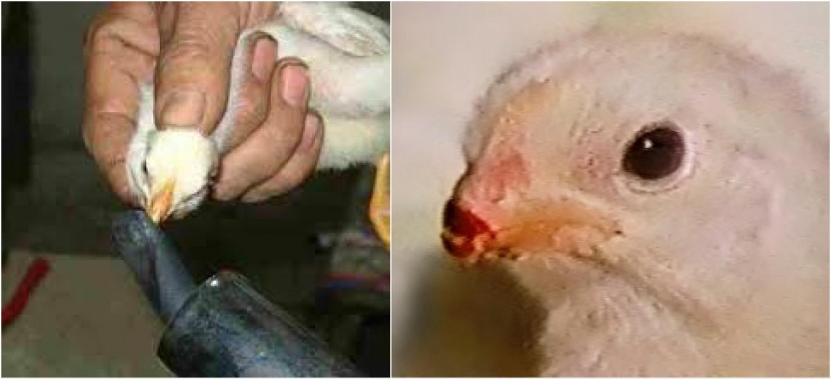 有些工業化的大型雞舍，為了管理方便，會替雞「去爪、剪喙」，相當不人道。   取自網路