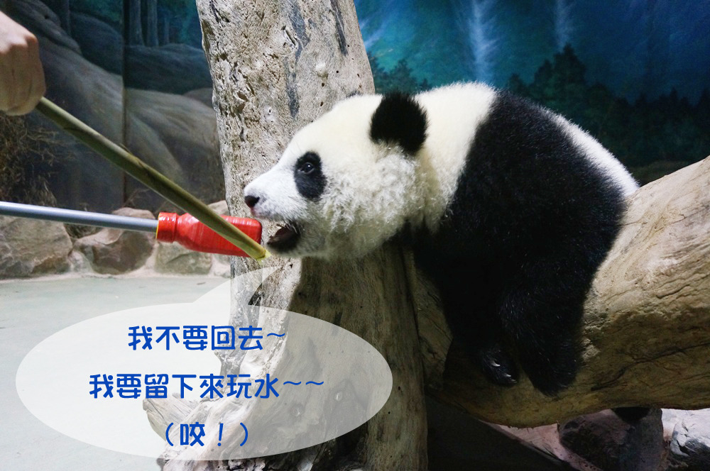 保育員希望未來圓仔能自己乖乖移動到寢室，便用目標棒訓練。　文/設計對白 圖/北市動物園