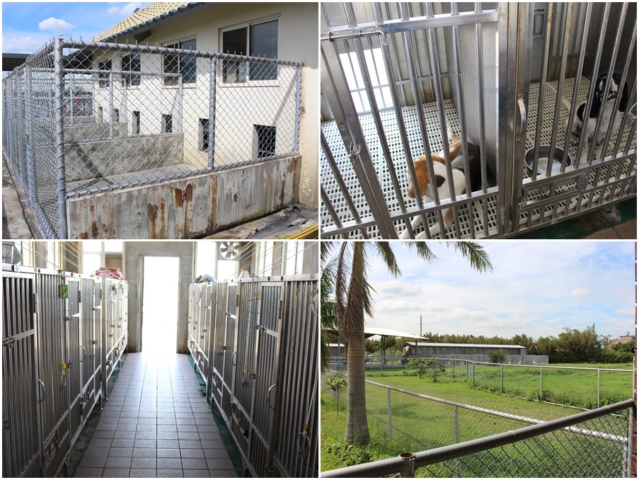 籠舍為室內外相連,一隻狗住一間、兩間共享一個室外活動區,另外還有專屬活動草地。 何宜/攝