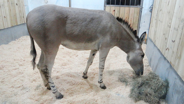 因為需要先通過檢疫,這3隻珍貴的嬌客暫時還無法與遊客見面。圖為捷克拉貝河畔烏斯季動物園的Gina。 台北動物園-李毓文/攝