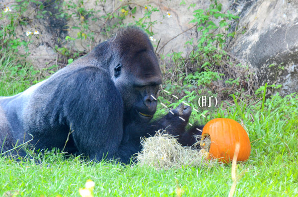 金剛猩猩寶寶對南瓜有高度興趣，一直興致盎然的盯著南瓜研究。