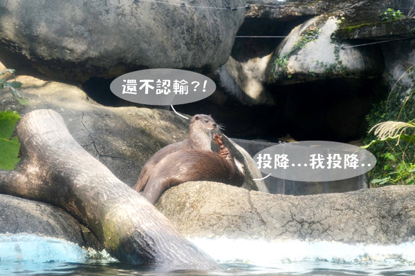 妹妹喜歡玩水，時常不讓哥哥們離開水池，當哥哥們逃跑時，金莎只好使出擒拿術。　動物園/提供