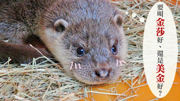 水獺妹妹搬到台灣動物區,和大小金成為好鄰居。 台北動物園/提供