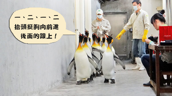 動物園上映「企鵝搬家歷險記」，片長3分鐘，劇情曲折、結局圓滿！　台北動物園/提供