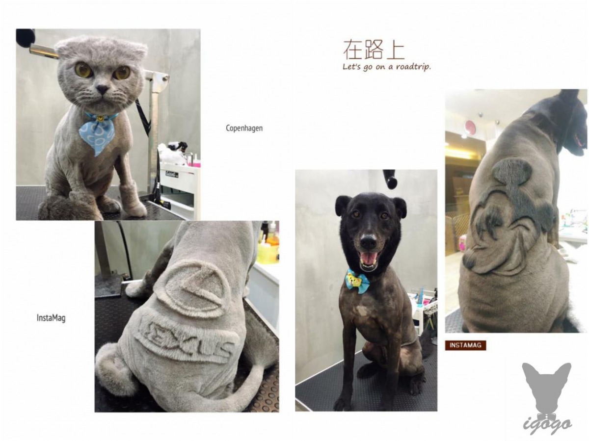 收費會隨著造型圖案的難易不同而有高低之分，而阿May自己家養的是貓咪，不過她透漏自己喜歡摸貓咪蓬鬆的毛，所以反而沒有替自己家的貓剪造型。   取自Igogo寵物沙龍