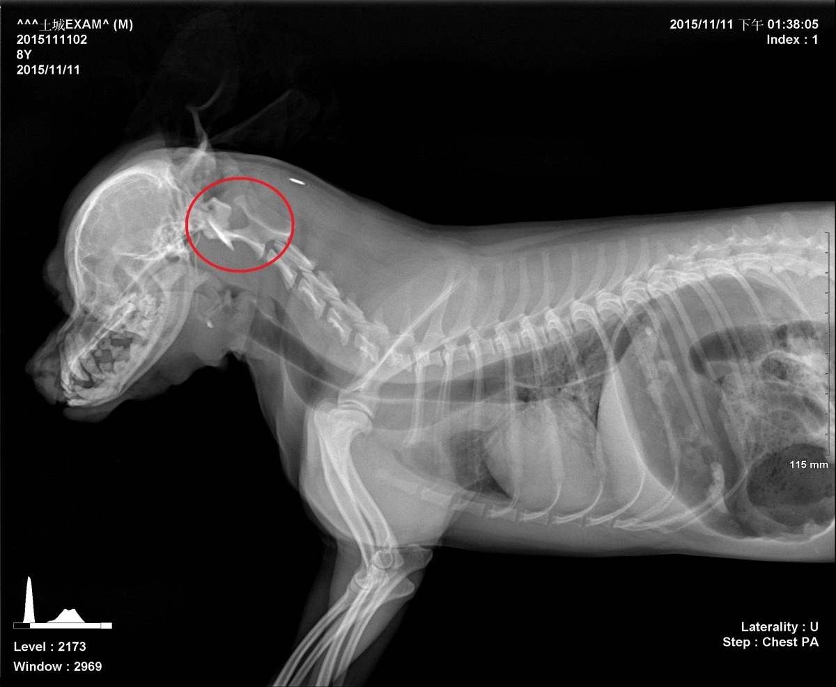 狗狗X光檢查圖。　新北市動保處/提供