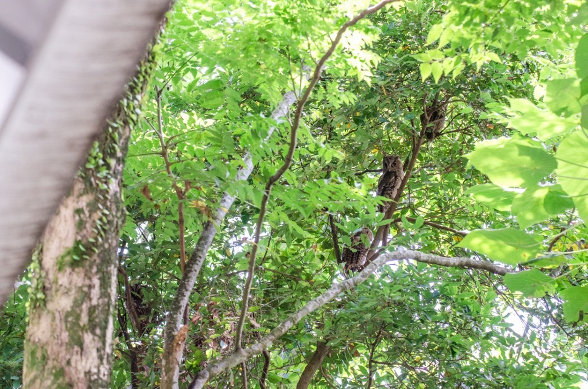 台北動物園的領角鴞一家人就在距離行政大樓外，很容易看見。   台北動物園-陳浩/攝