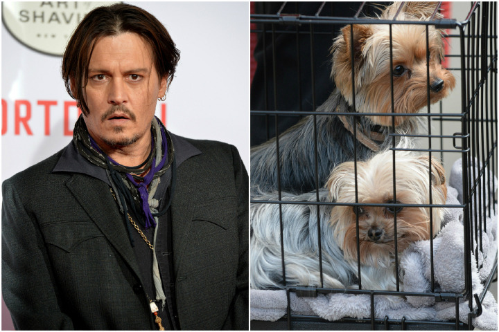 強尼戴普日前因違法攜帶愛犬入境澳洲，後續將面臨法律責任。　取自pagesix.com