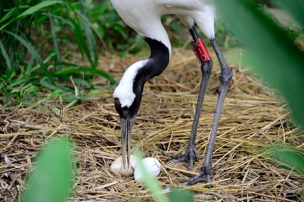 Kika孵蛋一陣子後會起身走動，並一面用鳥喙翻蛋，讓蛋的溫度均勻。　台北動物園-張庭瑜/攝
