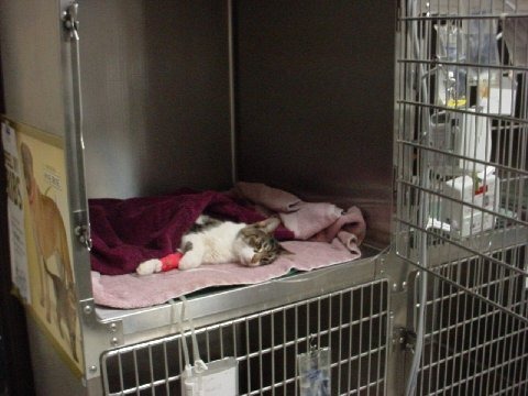 獸醫師收費標準修訂將會影響寵物及飼主。　取自網路