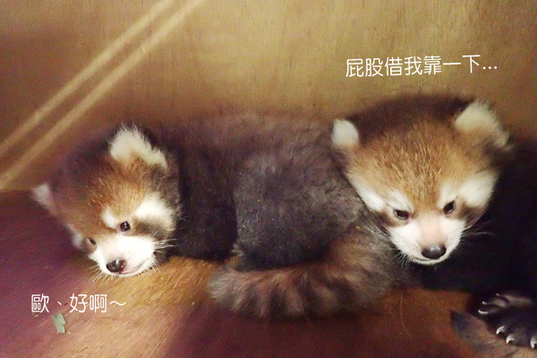 美可和ㄚㄚ相繼生出共4隻可愛的小貓熊寶寶，現在毛色都已經和媽媽一樣囉！　台北動物園-鍾能嘉/攝